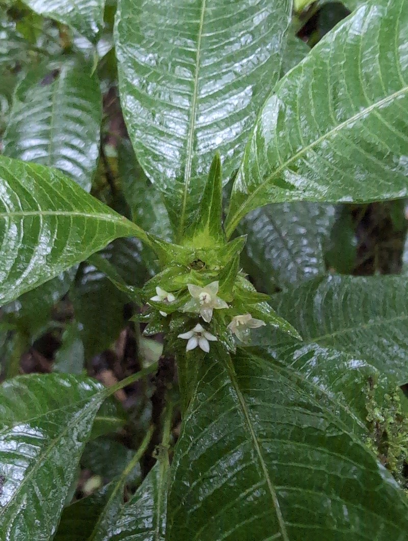 Palicourea ramonensis photo 4