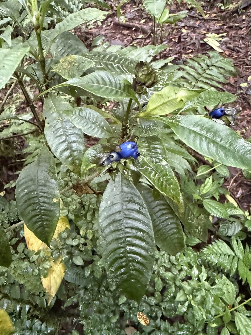 Palicourea ramonensis photo 5