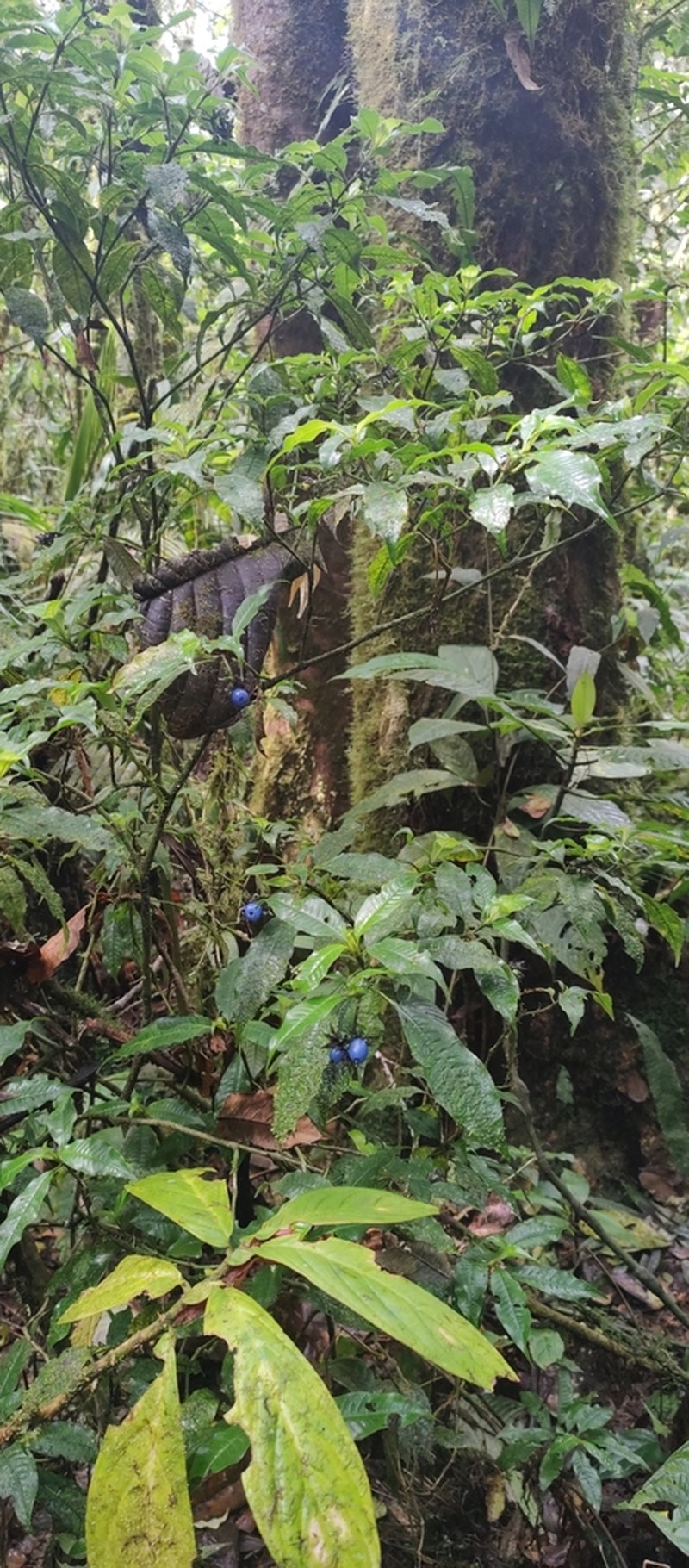 Palicourea ramonensis photo 6
