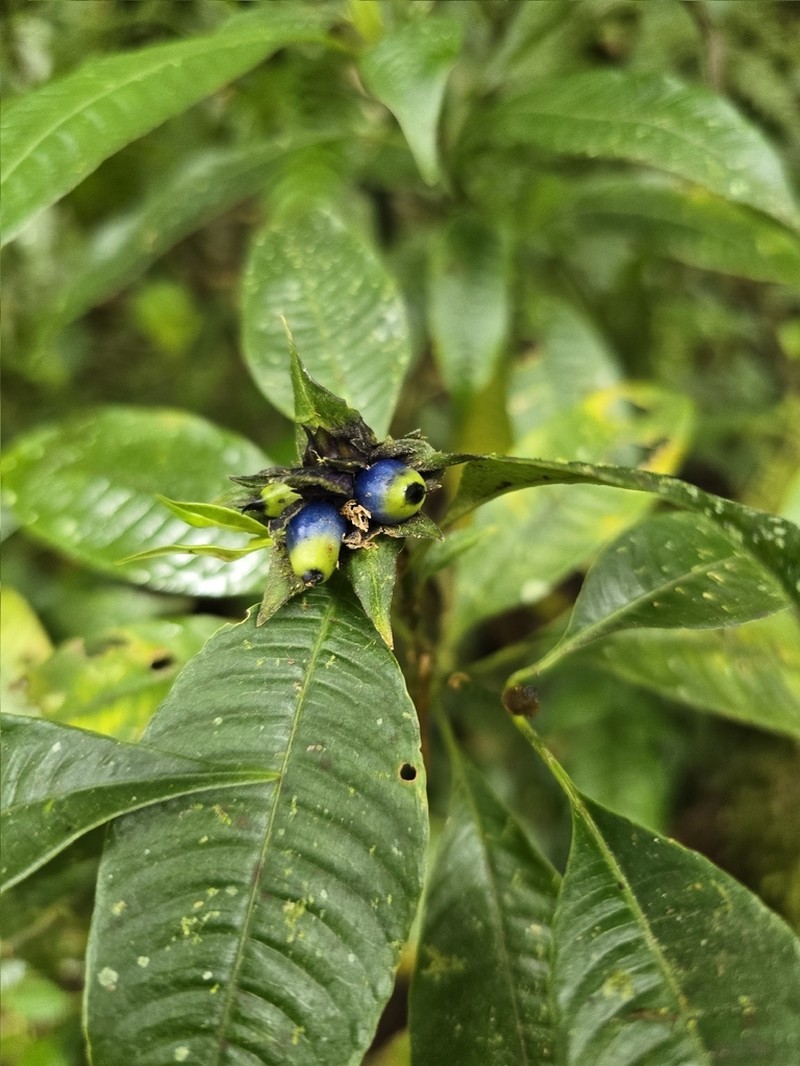 Palicourea ramonensis photo 7