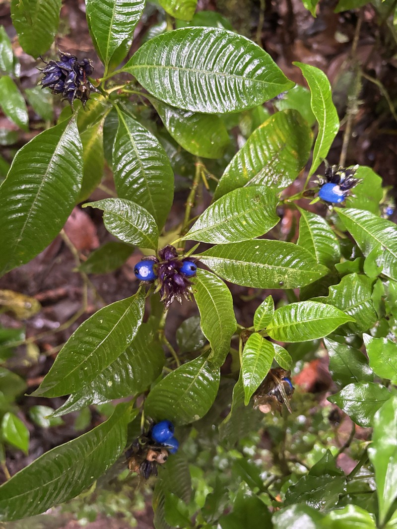Palicourea ramonensis photo 8