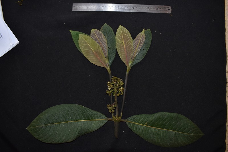 Palicourea reticulata