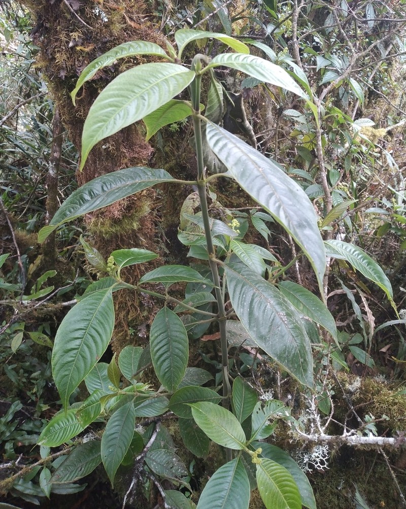 Palicourea reticulata photo 2