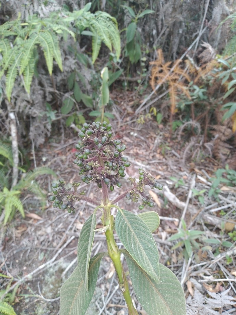 Palicourea reticulata photo 3