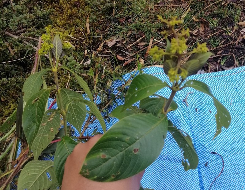 Palicourea reticulata photo 4