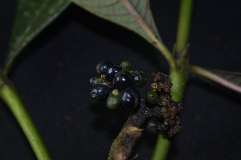 Palicourea reticulata photo 5