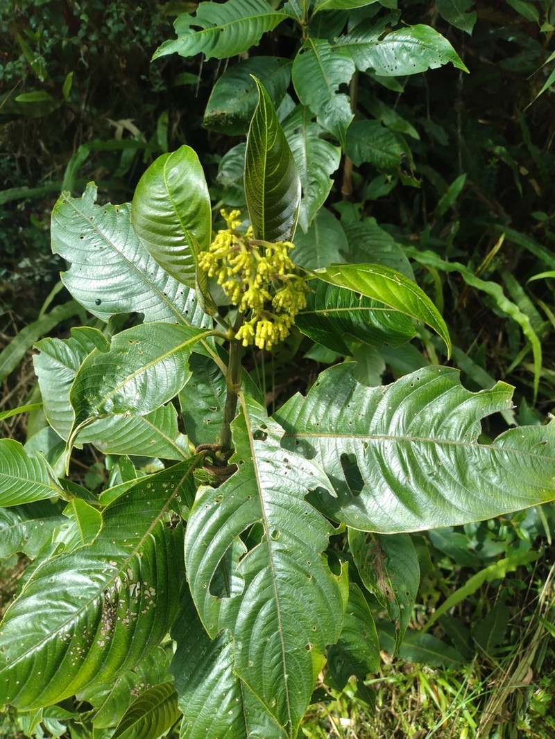 Palicourea reticulata photo 6