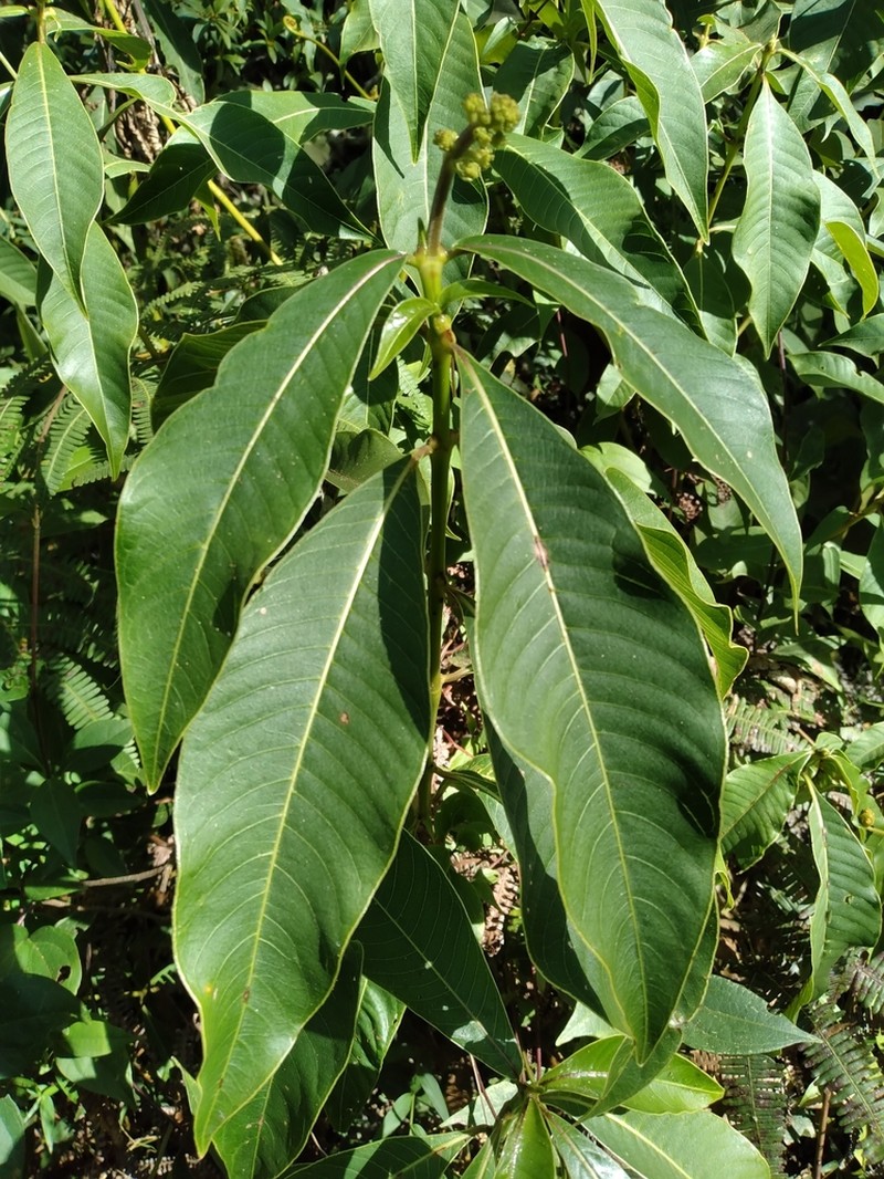 Palicourea reticulata photo 7