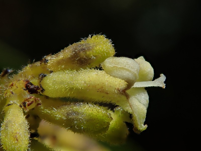 Palicourea reticulata photo 8