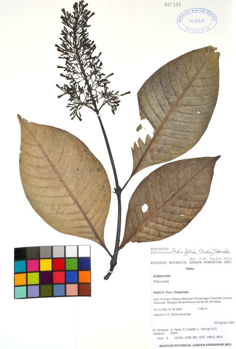 Palicourea rodriguezii