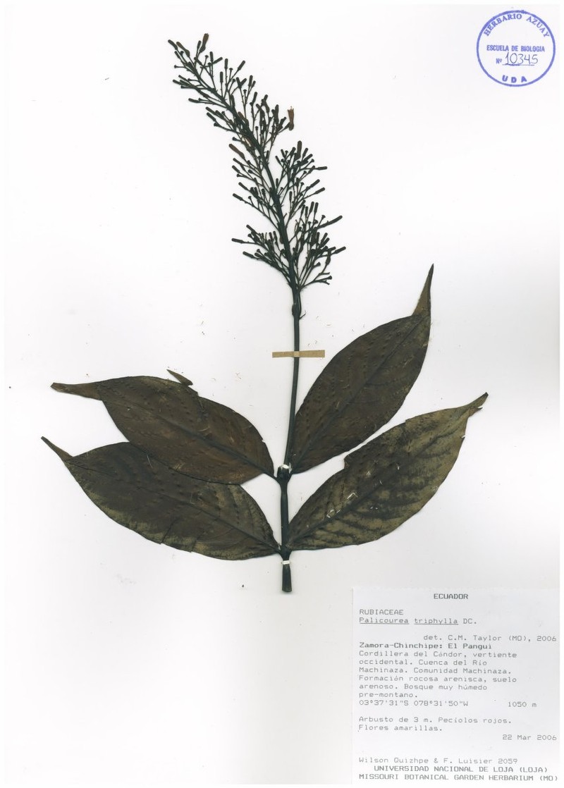 Palicourea rodriguezii photo 4