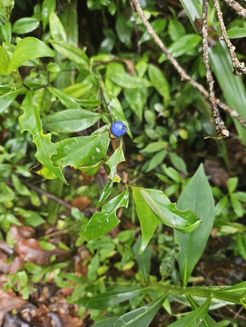 Palicourea santanderiana