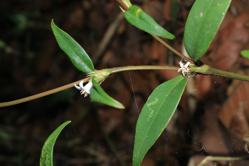 Palicourea santanderiana photo 2
