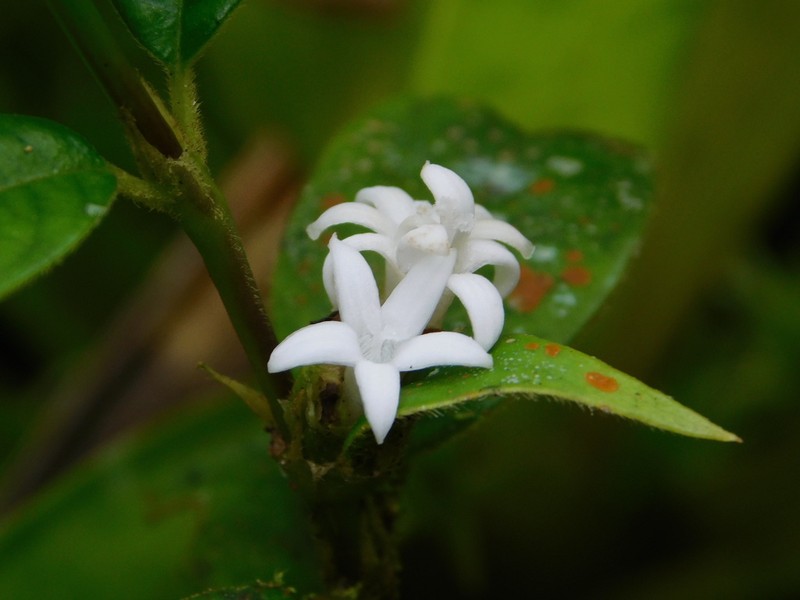 Palicourea santanderiana photo 3