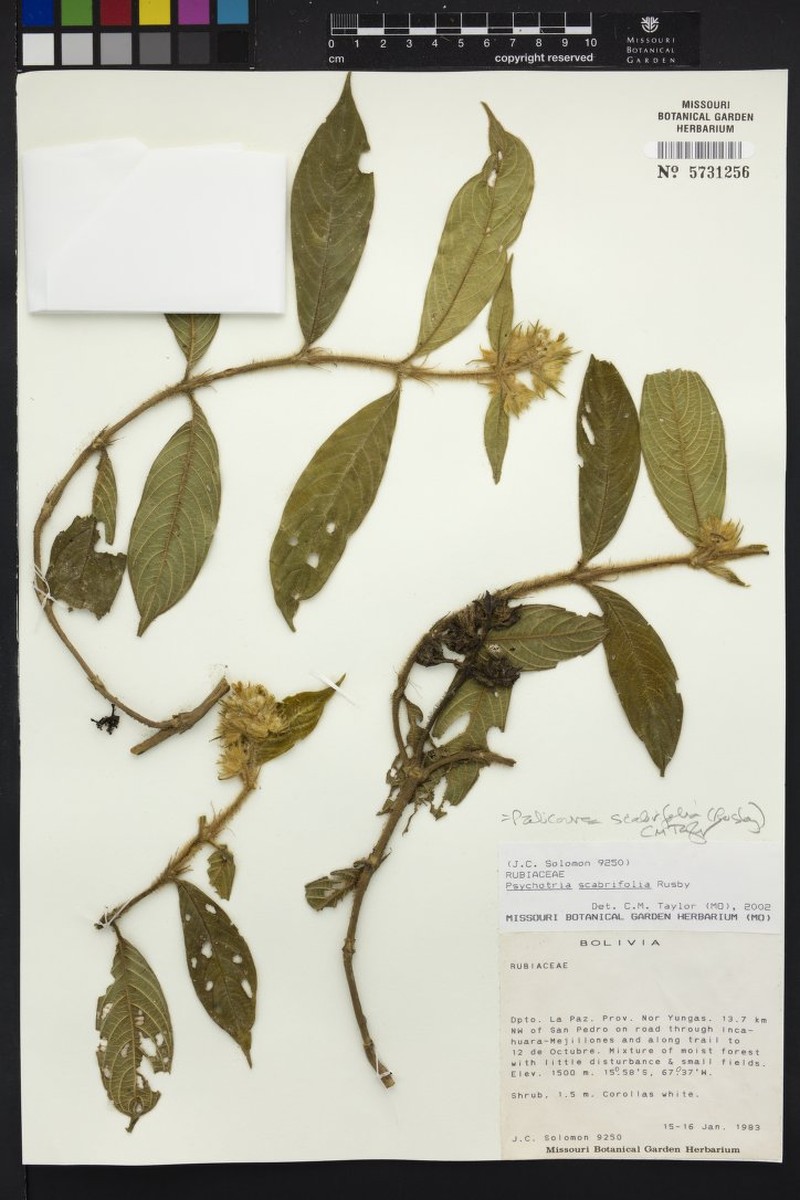 Palicourea scabrifolia