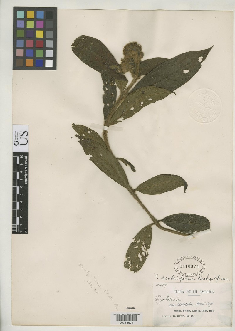 Palicourea scabrifolia photo 2