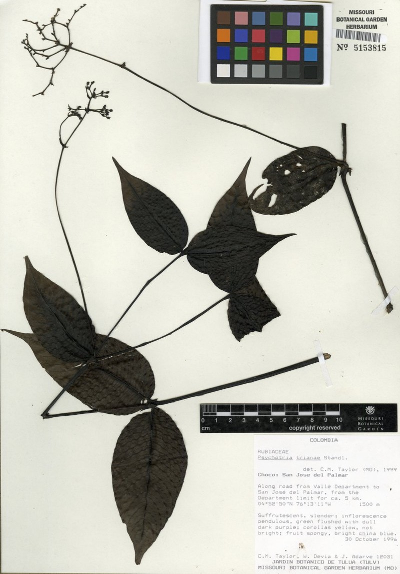 Palicourea scandens photo 6