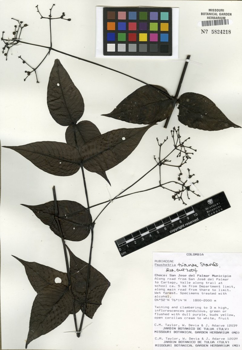 Palicourea scandens photo 7