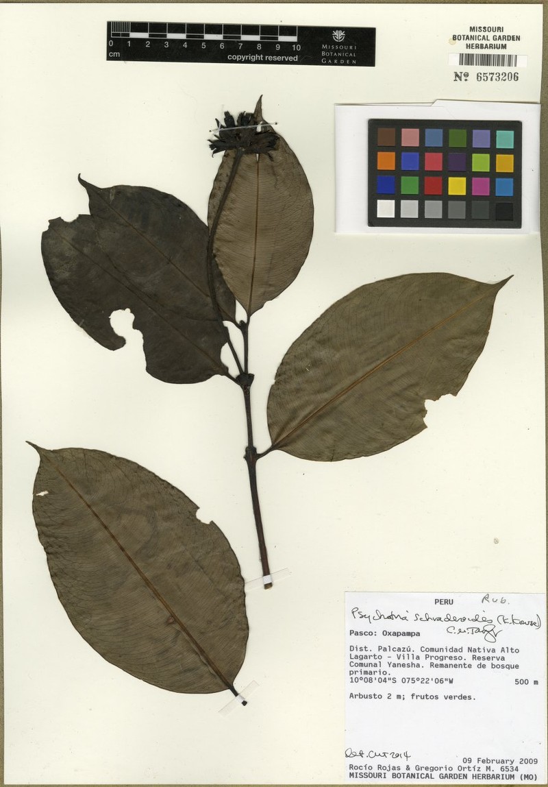 Palicourea schraderoides