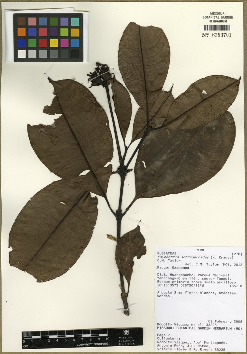 Palicourea schraderoides photo 2