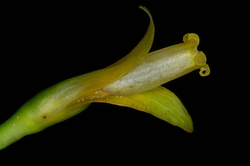Palicourea schunkei