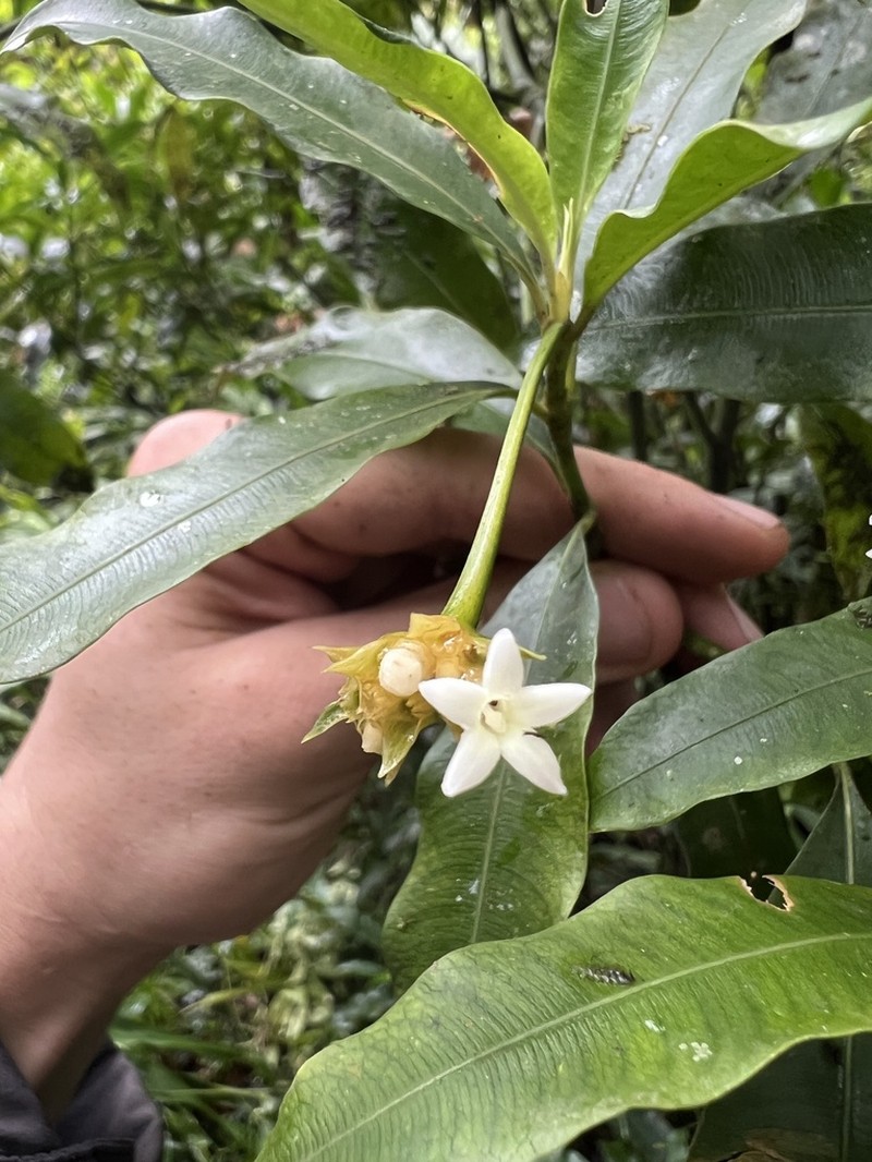 Palicourea schunkei photo 2