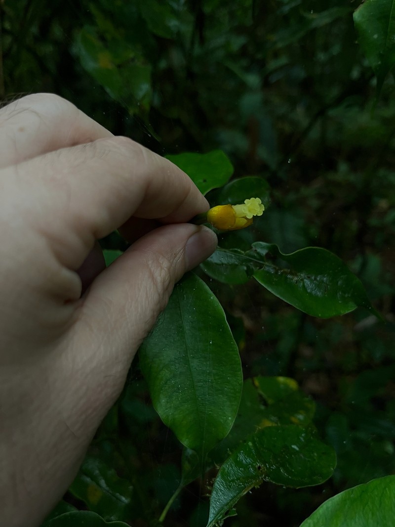 Palicourea schunkei photo 3