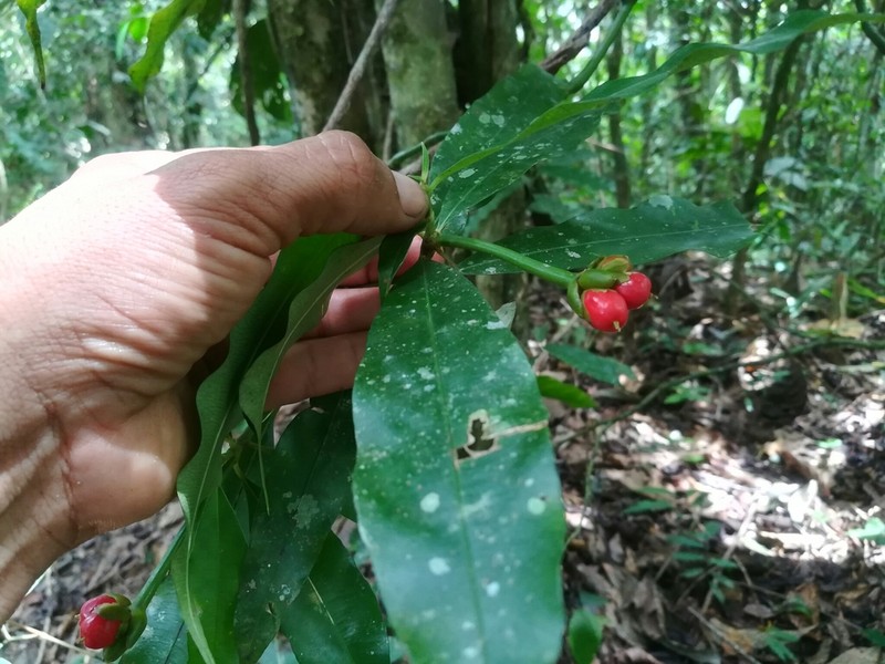 Palicourea schunkei photo 4