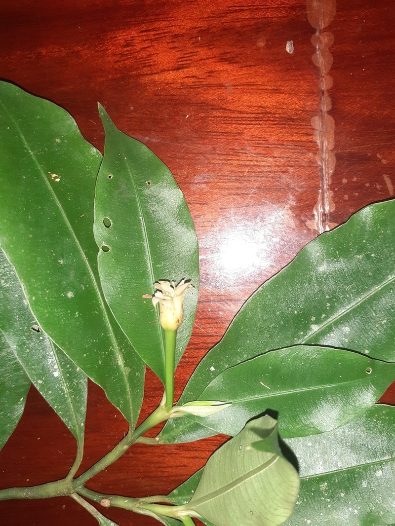 Palicourea schunkei photo 5