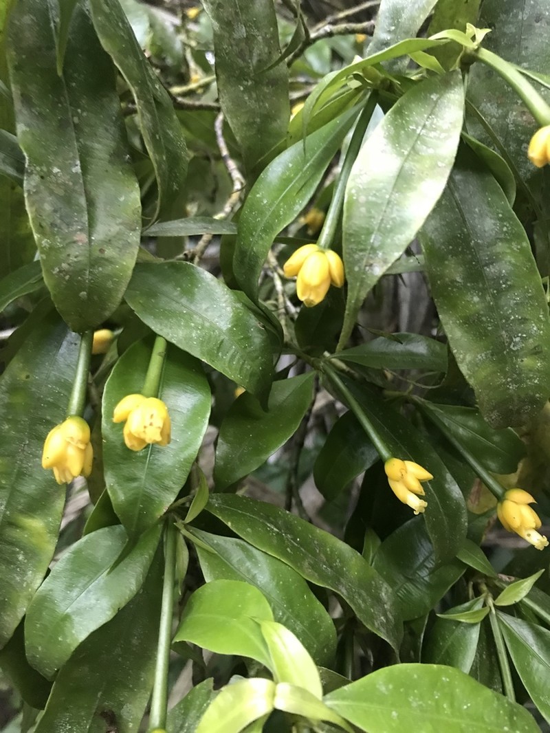 Palicourea schunkei photo 6
