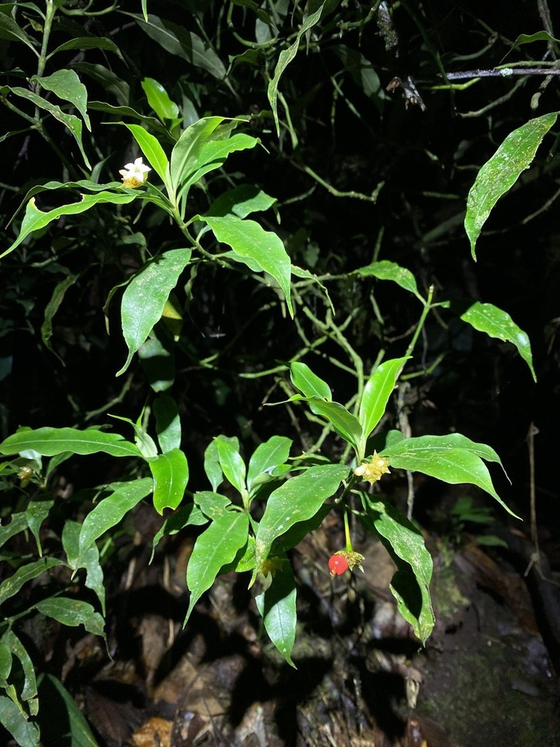 Palicourea schunkei photo 7