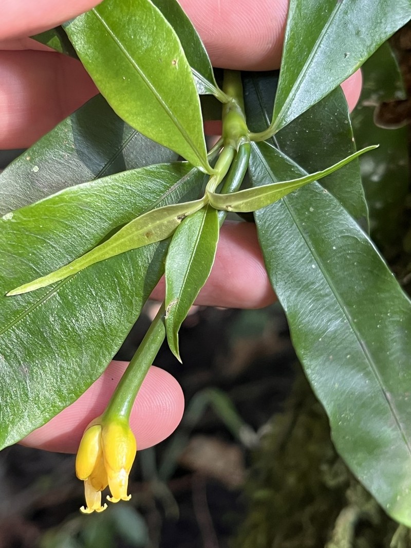 Palicourea schunkei photo 8
