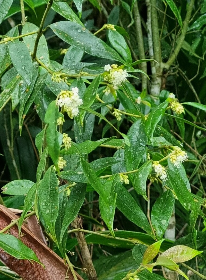 Palicourea sessilis