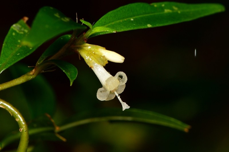 Palicourea sessilis photo 2