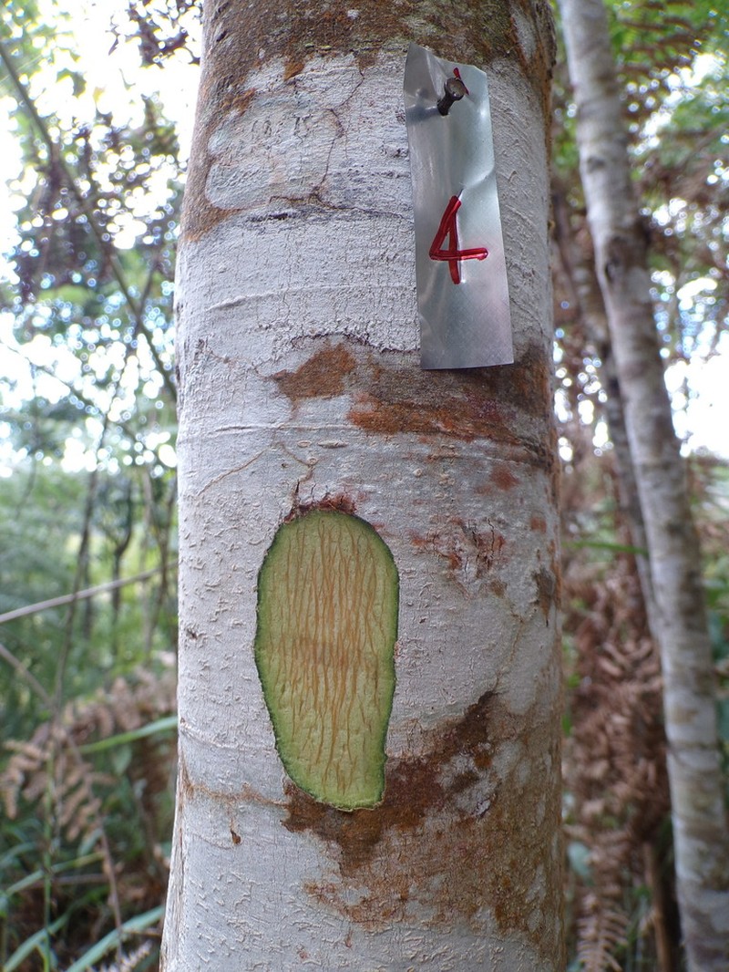 Palicourea sessilis photo 3