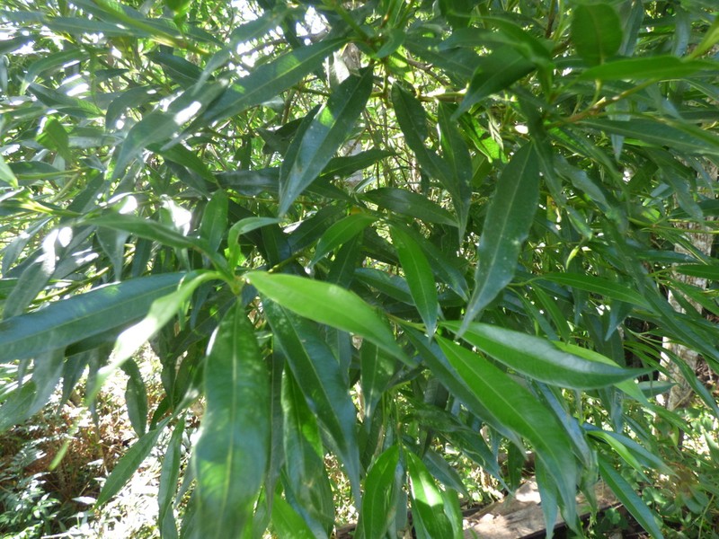 Palicourea sessilis photo 4