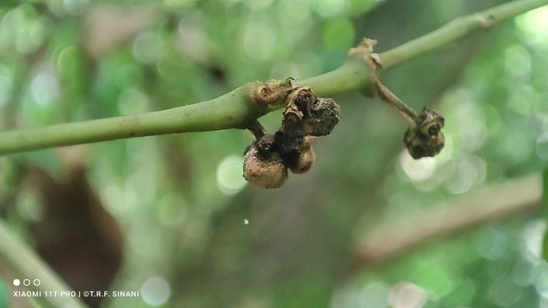 Palicourea sessilis photo 5
