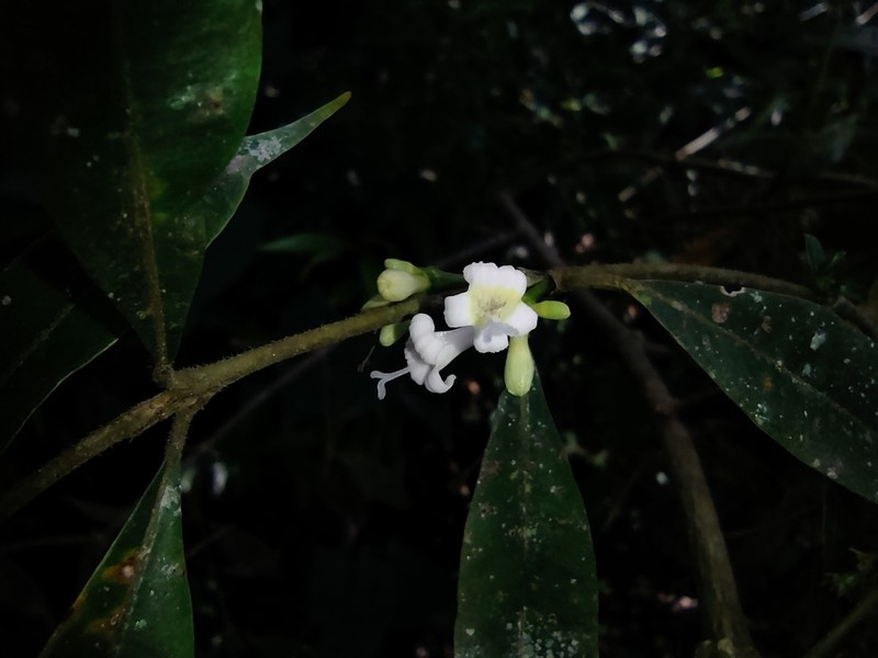 Palicourea sessilis photo 6
