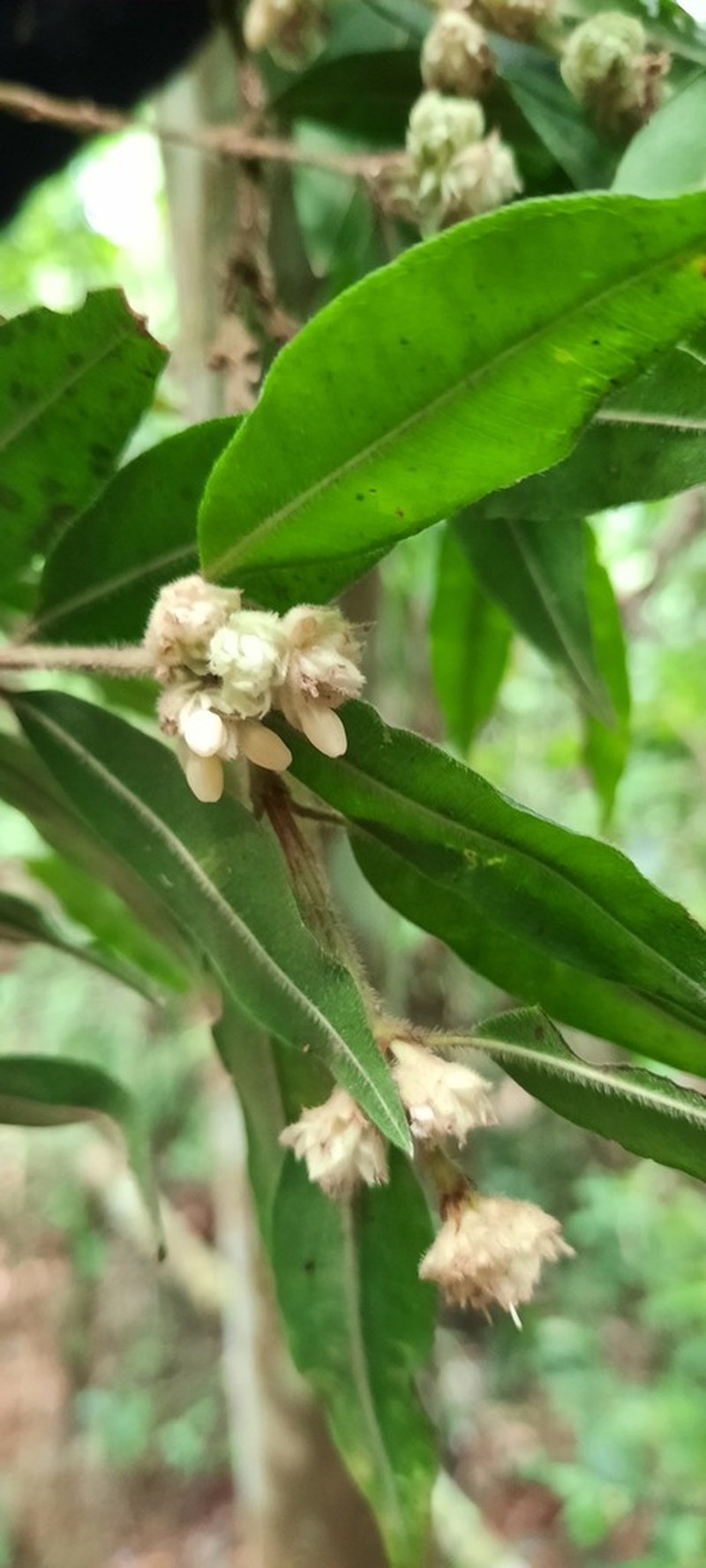 Palicourea sessilis photo 7