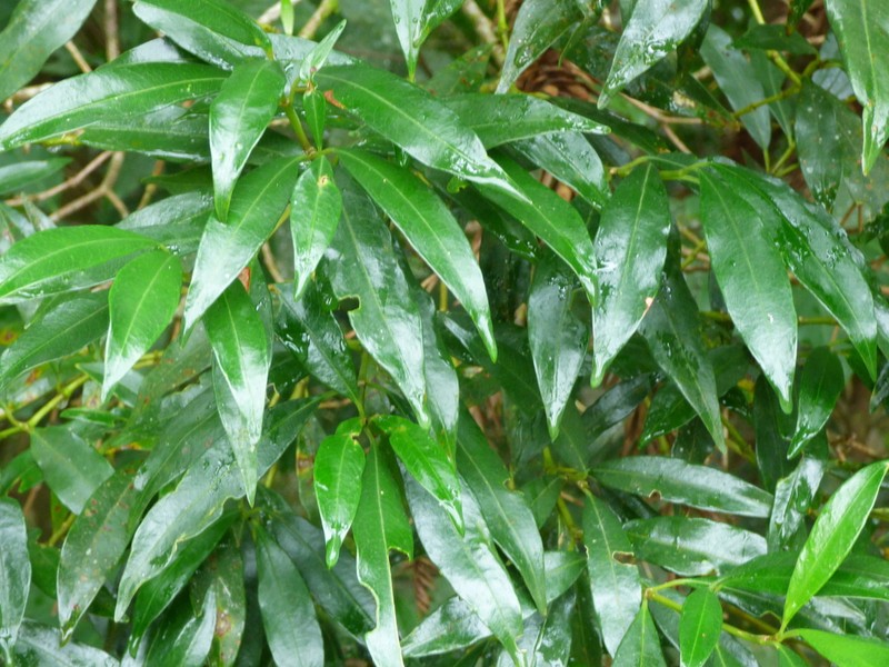 Palicourea sessilis photo 8