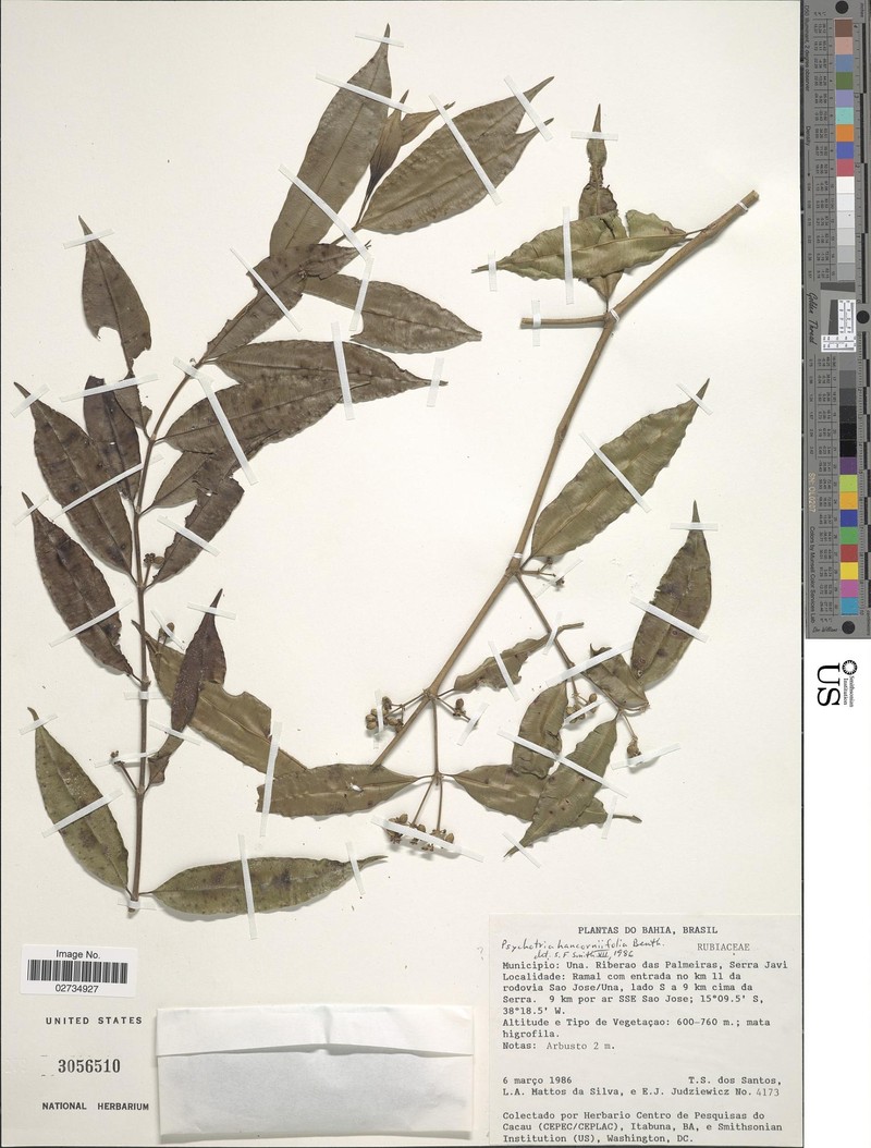 Palicourea sessilis subsp. sessilis
