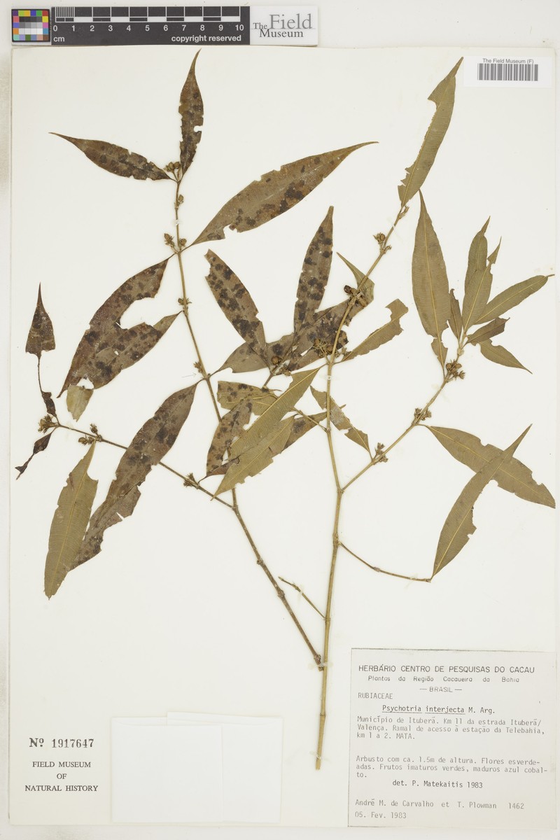 Palicourea sessilis subsp. sessilis photo 2
