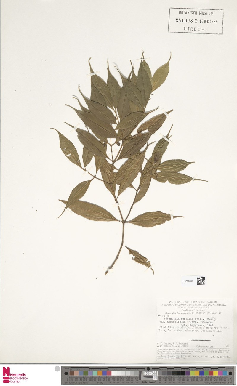 Palicourea sessilis subsp. sessilis photo 3