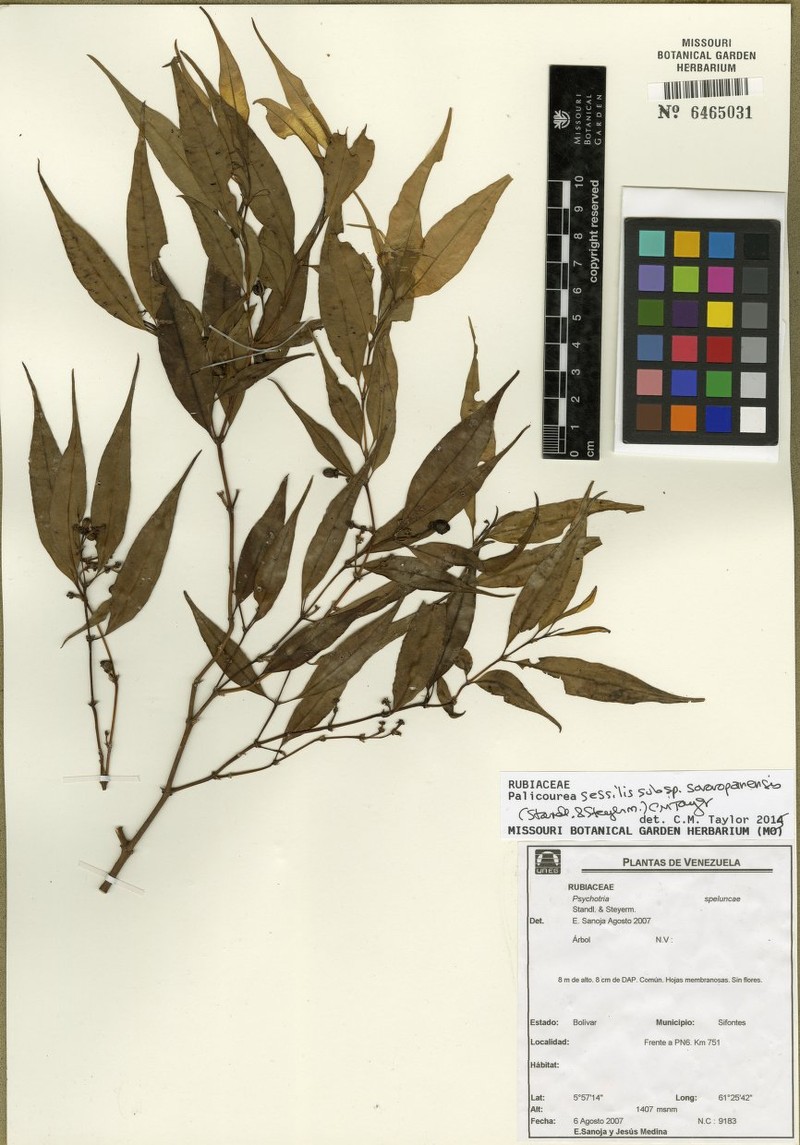 Palicourea sessilis subsp. sororopanensis