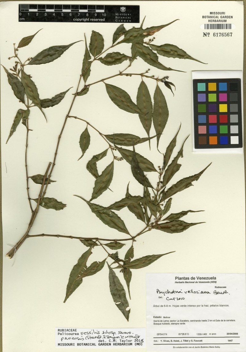 Palicourea sessilis subsp. sororopanensis photo 2