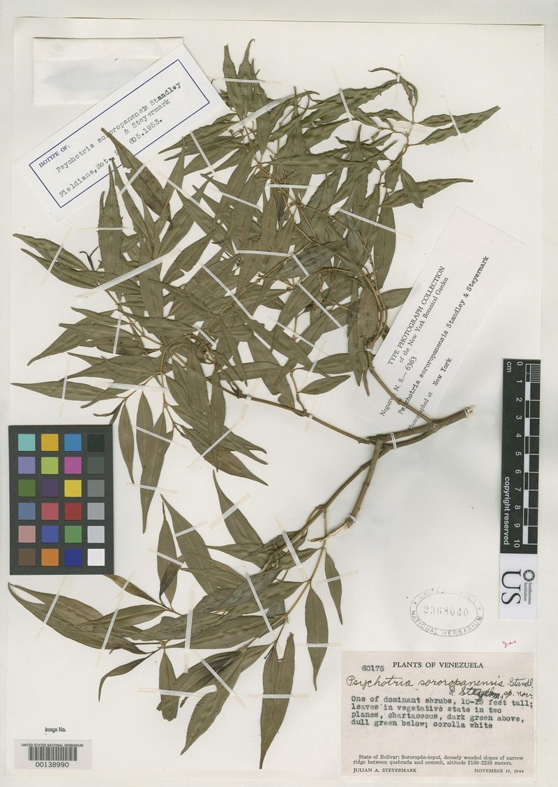 Palicourea sessilis subsp. sororopanensis photo 3