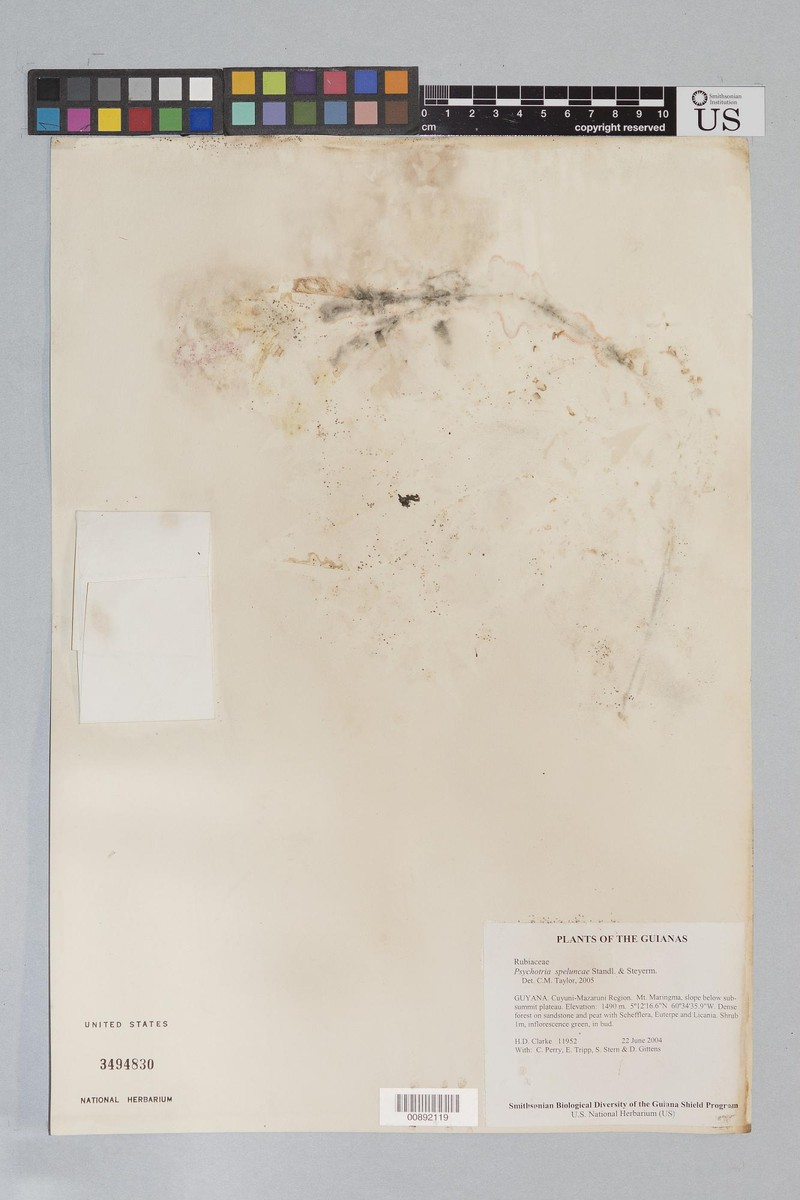 Palicourea speluncae photo 2