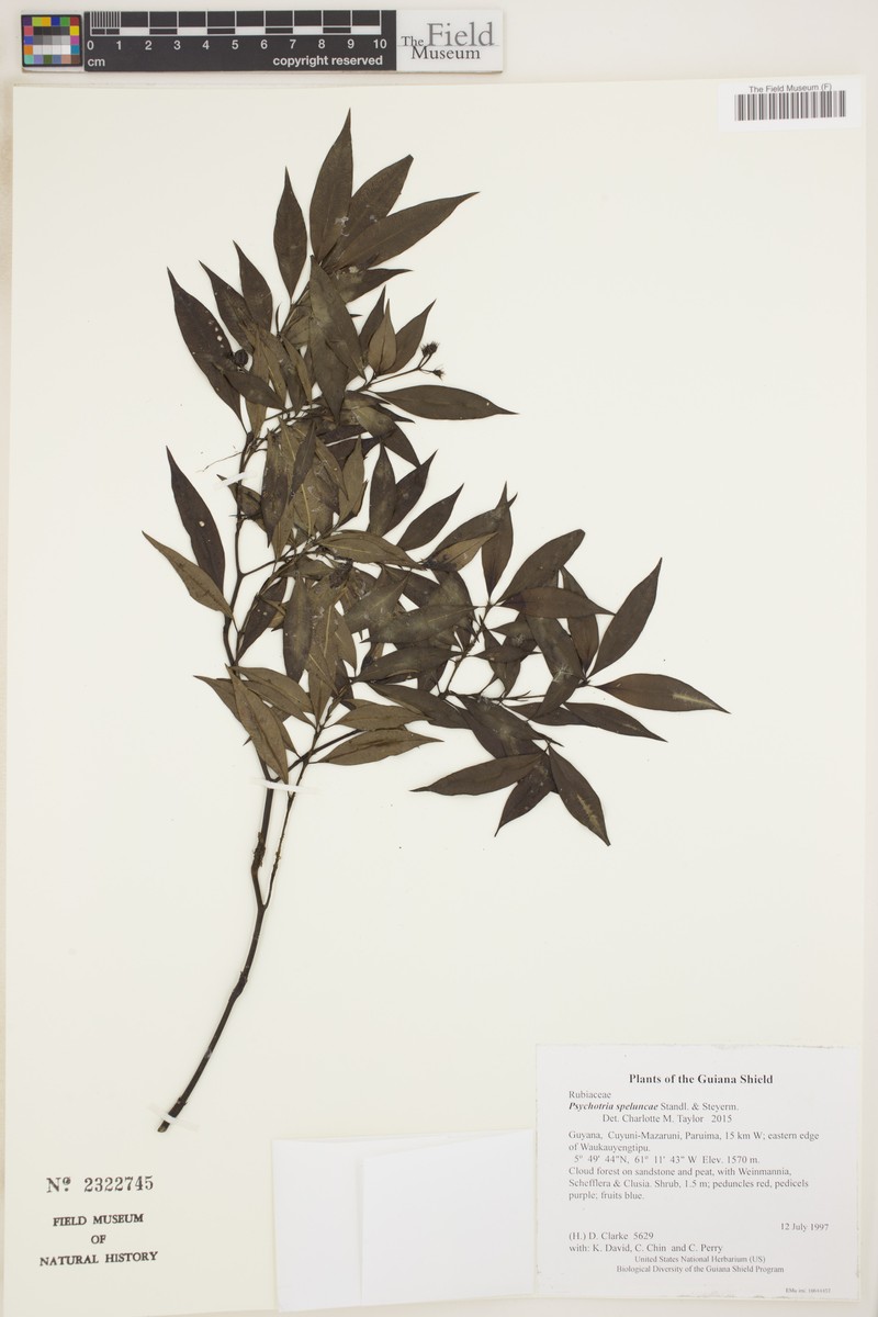 Palicourea speluncae photo 3