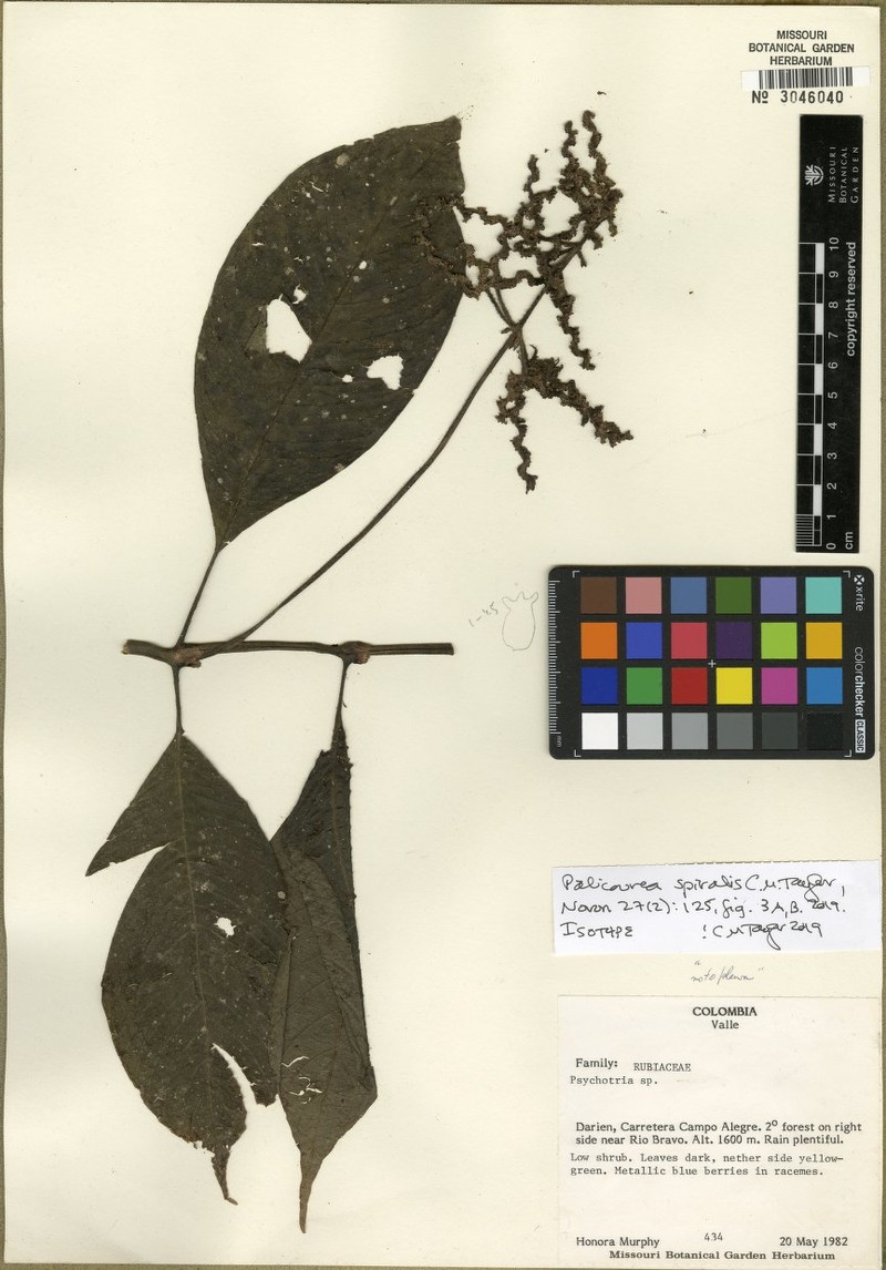 Palicourea spiralis