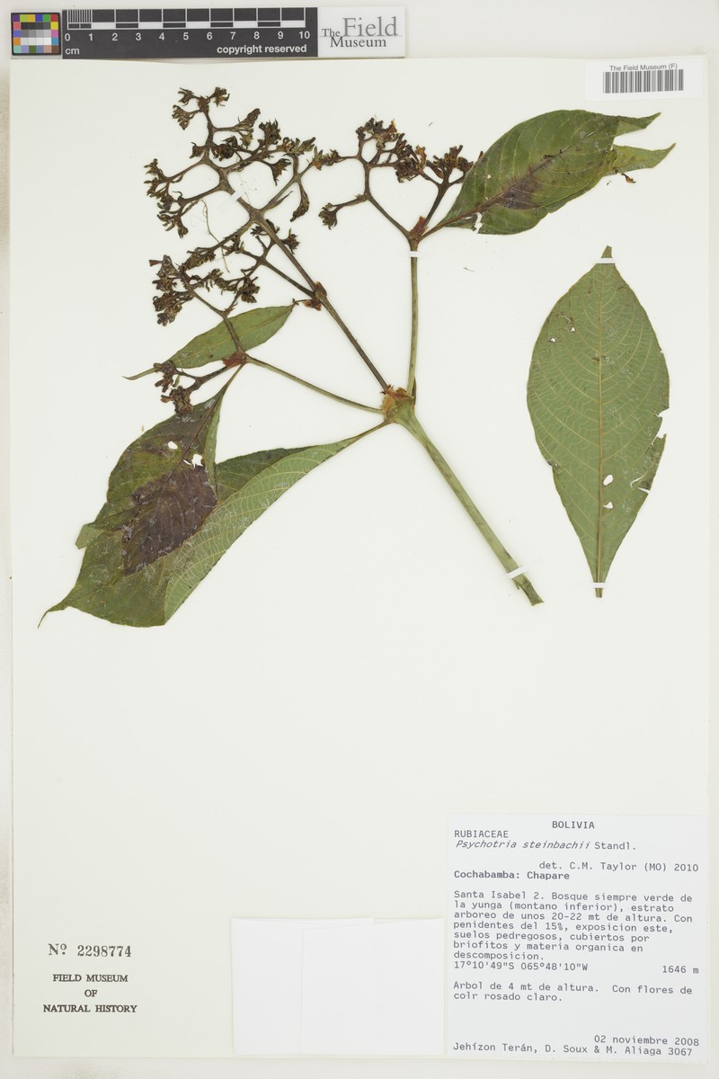 Palicourea steinbachii